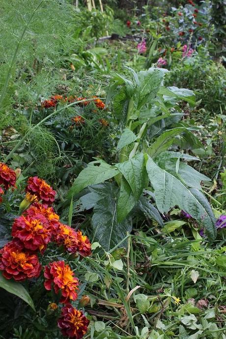 Orto d'artista! Orto d'artista!