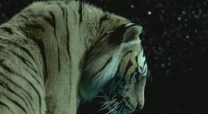 Richard Parker, la tigre
