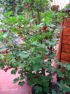 Ribes rosso in terrazza
