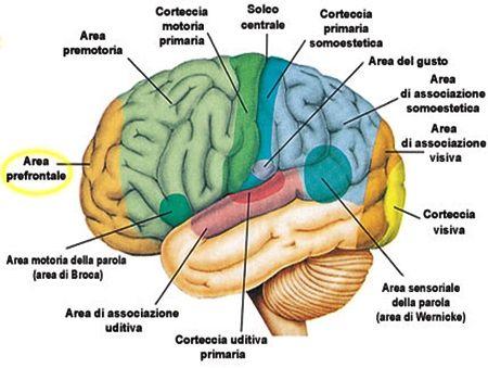 È vero che usiamo solo il 10% del cervello?