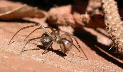 Scoperti ragni in cripte vecchie di 150 anni