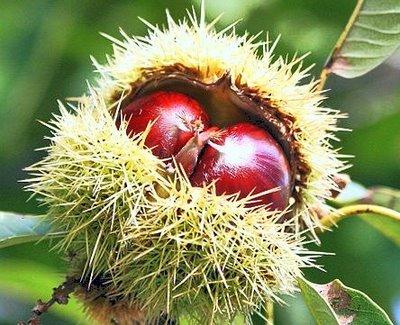 Le castagne