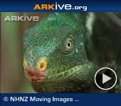 ARKive video - Fiji crested iguana displaying head bobbing behaviour