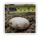 Uovo di una Crested Igana delle Fiji