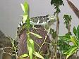 Una Crested Iguana delle Fiji al Kula Eco Park di Sigatoka