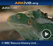ARKive video - Fiji crested iguana appearance