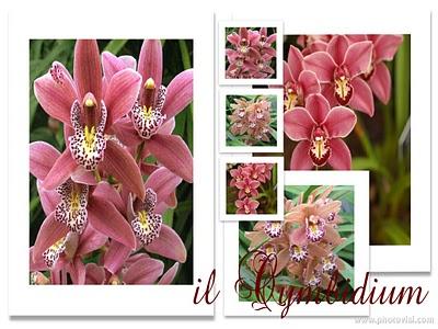 Le Orchidee: il Cymbidium