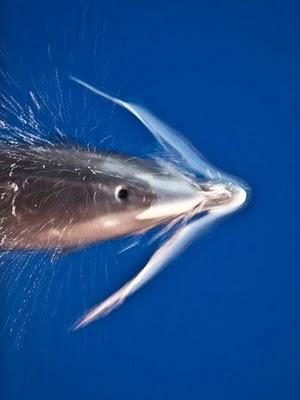 fotografia delfino