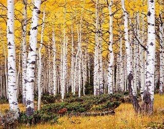 Pando, essere vivente più pesante (e forse più vecchio) del mondo pando pioppo