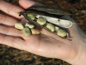 Maria Chiara, Angelica e la fava cottora dell’Amerino