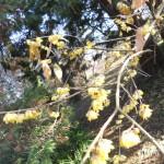 i fiori gialli del calicanto