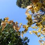 fiori di calicanto invernale