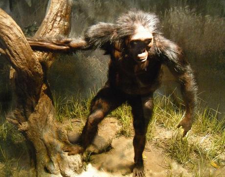Album di Famiglia – Australopithecus e cugini