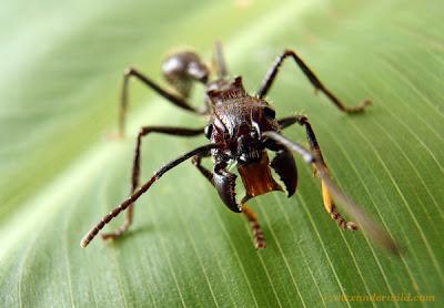 Paraponera clavata, la temibile formica proiettile