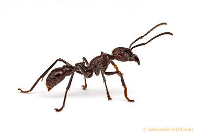 Paraponera clavata, la temibile formica proiettile