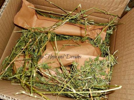 Bioveganshop.it - presentazione store Bioveganshop.it - presentazione store