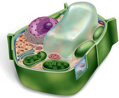 La cellula eucariote