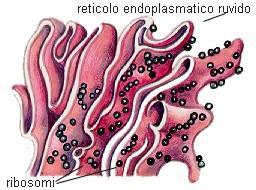 La cellula eucariote