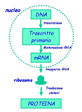 La cellula eucariote