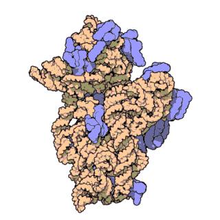 La cellula eucariote