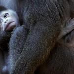Germania, il cucciolo di scimmia nato da una settimana