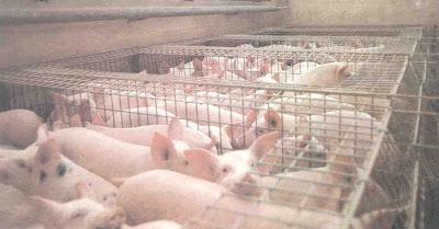 Che succede negli allevamenti intensivi dei maiali?