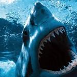 “Lo squalo” di Spielberg, il film horror del 1975 che semina terrore ancora oggi