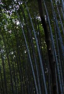 Foresta di bambù ad Arashiyama