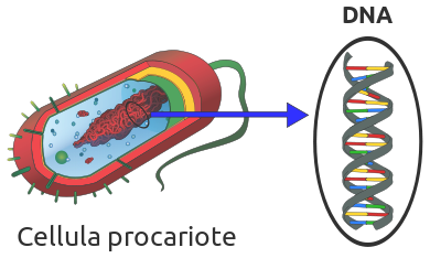 Cellula eucariote e cellula procariote: genoma a confronto