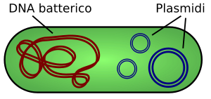 Cellula eucariote e cellula procariote: genoma a confronto