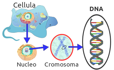 Cellula eucariote e cellula procariote: genoma a confronto