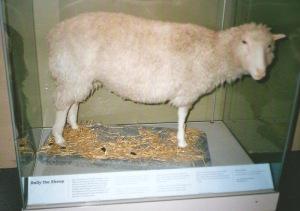 La Pecora Dolly al Royal Museum of Scotland
