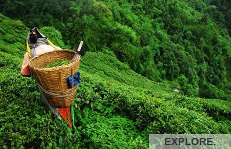 canton-tea-club_explore