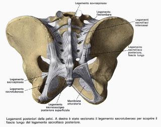 L'articolazione Sacro-Iliaca