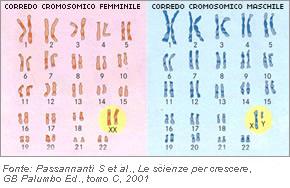 La determinazione del sesso nei mammiferi e l'effetto Lyon