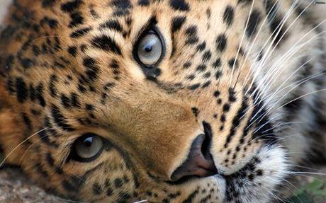 [immagini.4ever.eu] leopardo 165944
