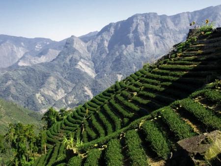 taiwan-tea-field-alishan_(c)_taiwanincycles