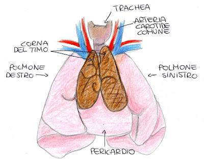 Il sistema linfatico: gli organi linfatici