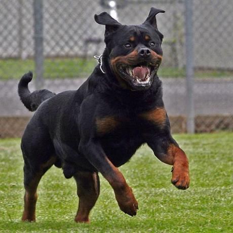 Il Rottweiler