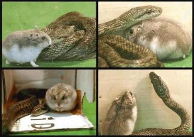 Storie incredibili - Serpente e criceto diventano amici