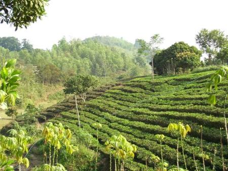 vietnamese-tea-plantation_thai-nguyen_(c)_tao-of-tea