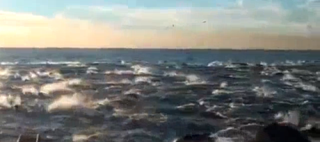 Screenshot 19 02 2013 11.43 Invasione di delfini a San Diego   [Video]