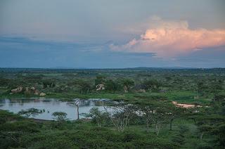Serengeti: gnu e zebre.