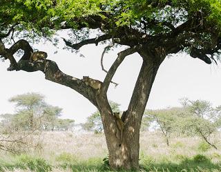 I leoni del Serengeti.