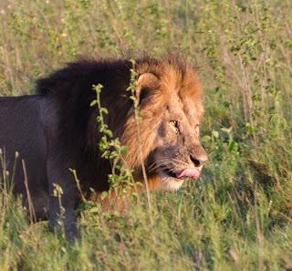 I leoni del Serengeti.