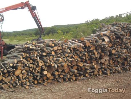 MONTE SANT’ANGELO – Operazione ‘Urlo della foresta’ contro il disboscamento sul Gargano | FOTO MONTE SANT’ANGELO – Operazione ‘Urlo della foresta’ contro il disboscamento sul Gargano | FOTO