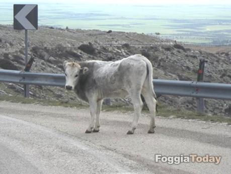 MONTE SANT’ANGELO – Operazione ‘Urlo della foresta’ contro il disboscamento sul Gargano | FOTO MONTE SANT’ANGELO – Operazione ‘Urlo della foresta’ contro il disboscamento sul Gargano | FOTO