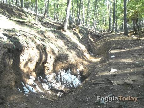 MONTE SANT’ANGELO – Operazione ‘Urlo della foresta’ contro il disboscamento sul Gargano | FOTO MONTE SANT’ANGELO – Operazione ‘Urlo della foresta’ contro il disboscamento sul Gargano | FOTO