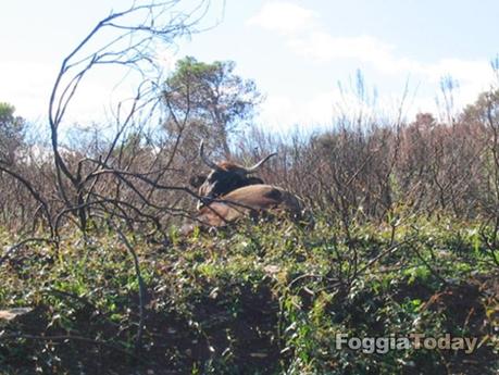 MONTE SANT’ANGELO – Operazione ‘Urlo della foresta’ contro il disboscamento sul Gargano | FOTO MONTE SANT’ANGELO – Operazione ‘Urlo della foresta’ contro il disboscamento sul Gargano | FOTO