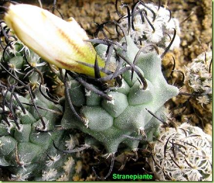 Turbinicarpus schmiedickeanus ssp